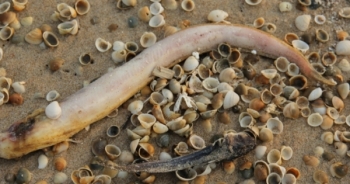 Cuối tháng 8, Bộ Y tế sẽ công bố chất lượng cá biển miền Trung