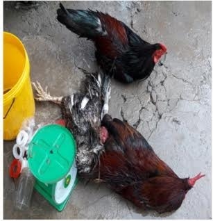 Tang vật thu giữ tại hiện trường.