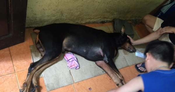 Thanh niên dùng dao phóng lợn đâm chết chó, sẽ bị xử lý thế nào?