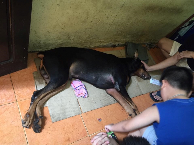 Ch&uacute; Dorbeman đ&atilde; chết s&aacute;ng nay sau &iacute;t ng&agrave;y bị đ&acirc;m (Ảnh: Chủ nh&acirc;n ch&uacute; ch&oacute;)