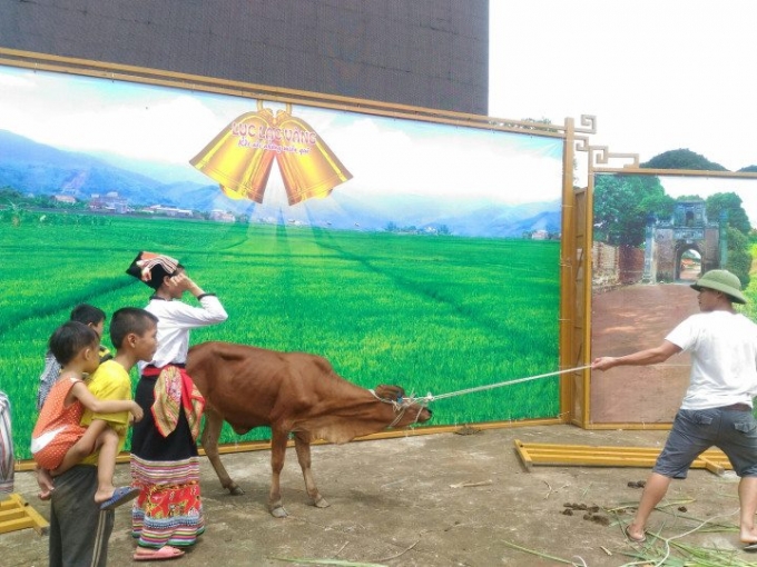 Cặp b&ograve; của chương tr&igrave;nh đ&atilde; mở ra tương lai tươi s&aacute;ng cho những hộ d&acirc;n ngh&egrave;o