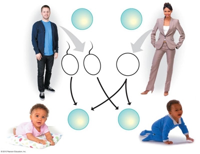 X&eacute;t nghiệm nhiễm sắc thể gi&uacute;p con người x&aacute;c định những đột biến về số lượng v&agrave; cấu tr&uacute;c nhiễm sắc thể.