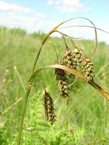 Gi&aacute;o sư Luo Tianxiang ở Học viện Khoa học Trung Quốc cho biết&nbsp;c&acirc;y dự b&aacute;o thời tiết&nbsp;l&agrave; lo&agrave;i cỏ dại mọc tr&ecirc;n n&uacute;i cao ở T&acirc;y Tạng. N&oacute; giống như c&oacute; một hệ thống dự b&aacute;o thời tiết tinh vi. Cụ thể, trước khi gi&oacute; m&ugrave;a Ấn Độ tr&agrave;n về, l&aacute; c&acirc;y cỏ dại n&agrave;y sẽ cụp xuống.