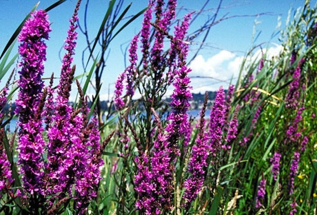 Nếu bạn nh&igrave;n thấy những giọt nước tr&ecirc;n l&aacute; của c&acirc;y ch&acirc;n tr&acirc;u th&igrave; chắc chắn sẽ c&oacute; mưa.