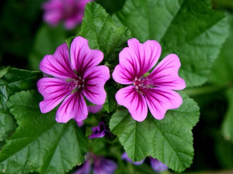 Những c&aacute;nh hoa cẩm quỳ c&oacute; dấu hiệu cụp xuống ph&iacute;a dưới khi trời sắp mưa.