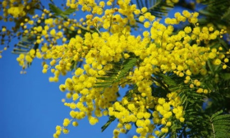 Hoa Mimosa dự b&aacute;o cơn mưa bằng việc tỏa m&ugrave;i hương thơm ng&aacute;t.