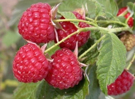 L&aacute; của&nbsp;c&acirc;y m&acirc;m x&ocirc;i&nbsp;thường uốn cong lại trước khoảng 15 tiếng khi c&oacute; mưa.