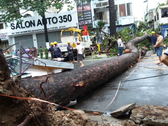 C&acirc;y cổ thụ cao h&agrave;ng chục m&eacute;t bất ngờ đổ sập.