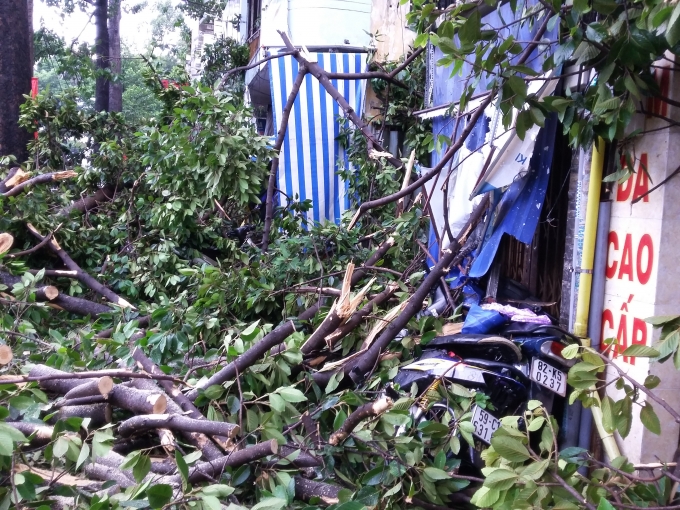 TP HCM: C&acirc;y cổ thụ ng&atilde; đ&egrave; nam thanh ni&ecirc;n bất tỉnh