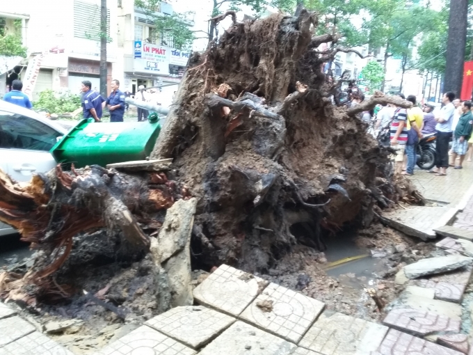 TP HCM: C&acirc;y cổ thụ ng&atilde; đ&egrave; nam thanh ni&ecirc;n bất tỉnh