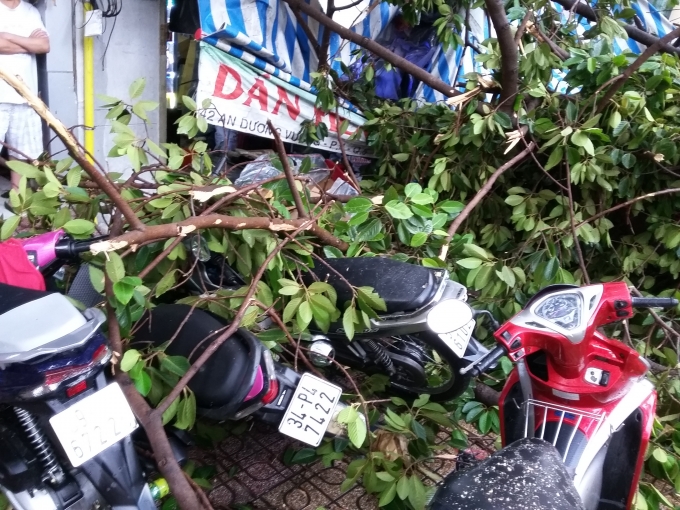 TP HCM: C&acirc;y cổ thụ ng&atilde; đ&egrave; nam thanh ni&ecirc;n bất tỉnh