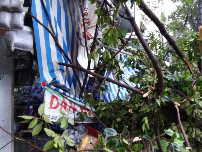 TP HCM: C&acirc;y cổ thụ ng&atilde; đ&egrave; nam thanh ni&ecirc;n bất tỉnh