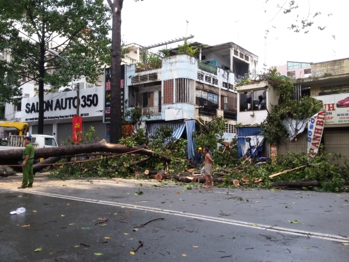 TP HCM: C&acirc;y cổ thụ ng&atilde; đ&egrave; nam thanh ni&ecirc;n bất tỉnh