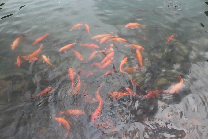 Từng đ&agrave;n c&aacute; đang tung tăng bơi lội.