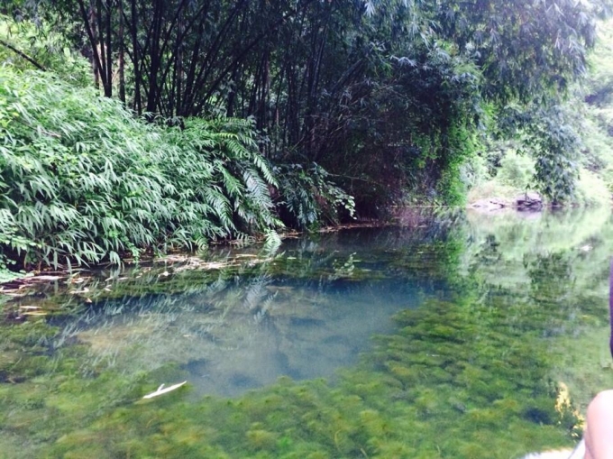 Cỏ c&acirc;y 2 b&ecirc;n bở mọc um t&ugrave;m.