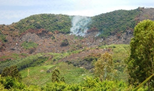 Nghịch lý phá rừng để… trồng rừng