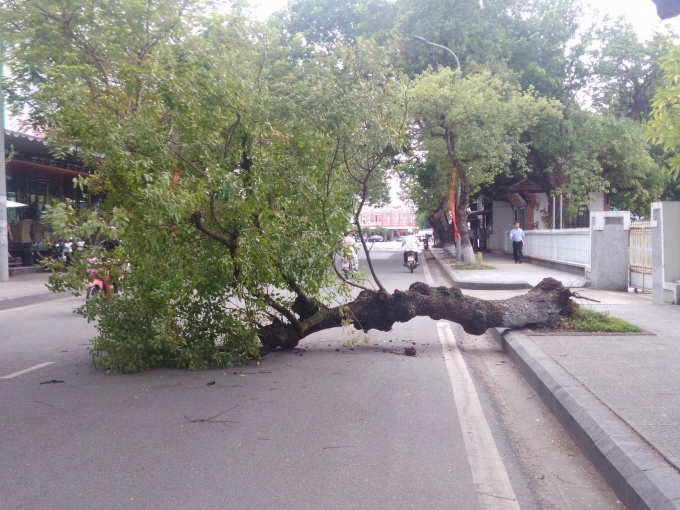Mặt d&ugrave; kh&ocirc;ng c&oacute; mưa to gi&oacute; lớn nhưng c&acirc;y vẫn đổ sụp ng&atilde; ra đường.