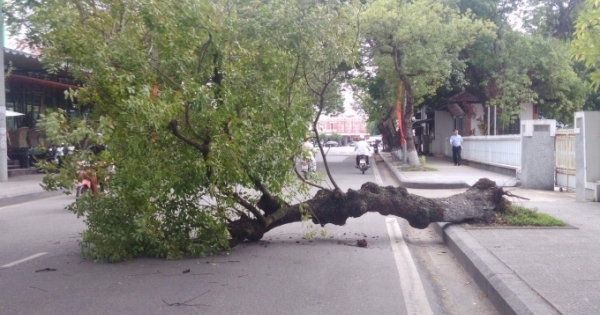 Huế: Báo động tình trạng “đang yên, đang lành” cây xanh đột nhiên bật gốc