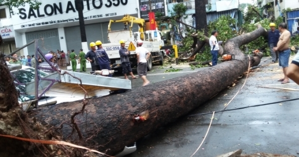 TP HCM: Liên tiếp xảy ra việc cây đổ đè chết người