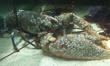 T&ocirc;m h&ugrave;m khổng lồ JJ được đặt t&ecirc;n theo vận động vi&ecirc;n đấm bốc Joe Joyce. Ảnh: C&ocirc;ng vi&ecirc;n hải dương quốc gia.