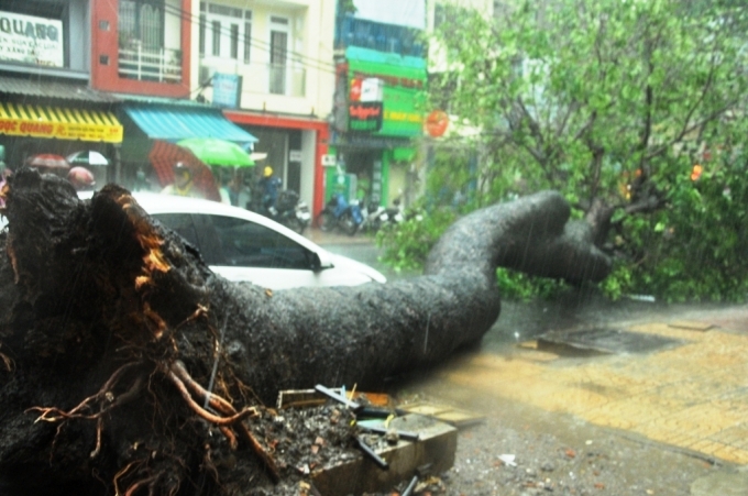 C&acirc;y x&agrave; cừ cao hơn 20m bị bật gốc trong cơn mưa
