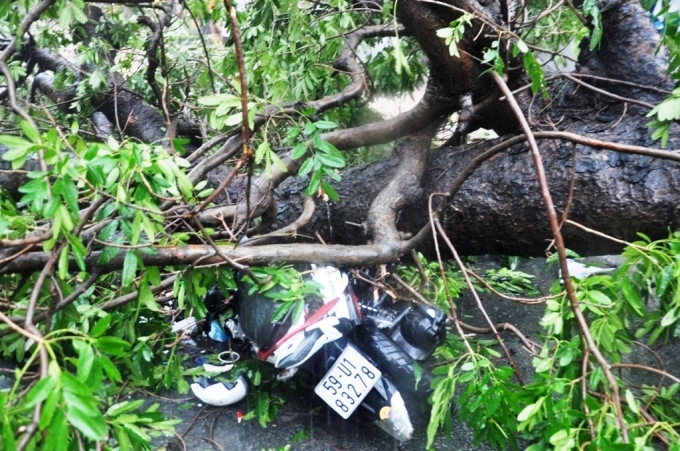 Vụ việc khiến một nam thanh ni&ecirc;n bị c&acirc;y đ&egrave; bất tỉnh