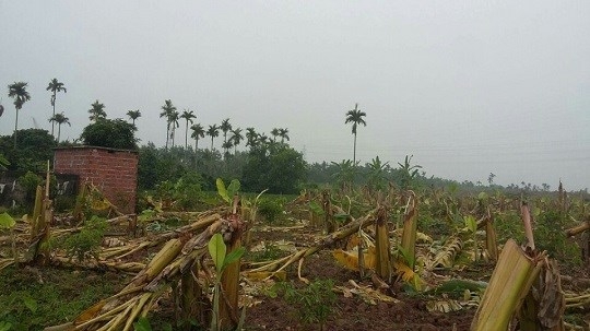 Hải Phòng: Chưa khởi tố vụ “tàn sát” vườn chuối vì vụ việc phức tạp