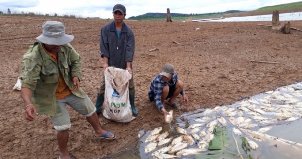 Kon Tum: Đề nghị công ty thủy điện hỗ trợ 2,4 tỉ đồng cho các hộ dân có cá chết trắng