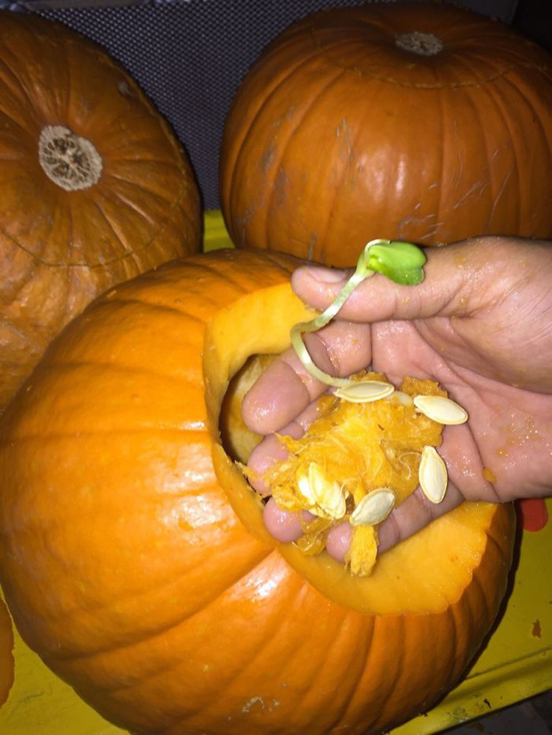 Thiếu ch&uacute;t nữa th&ocirc;i l&agrave; một c&acirc;y b&iacute; ng&ocirc; nhỏ sẽ sinh s&ocirc;i nảy nở trong ruột quả b&iacute;.