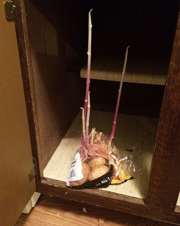 Chỉ v&igrave; qu&ecirc;n mất đi sự c&oacute; mặt của t&uacute;i khoai t&acirc;y m&agrave; ch&uacute;ng đ&atilde; mọc mầm cao như thế n&agrave;y.