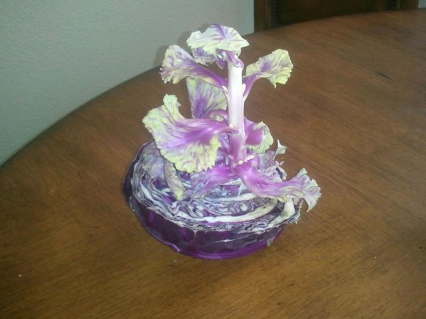 Bắp cải mọc mầm v&igrave; bị