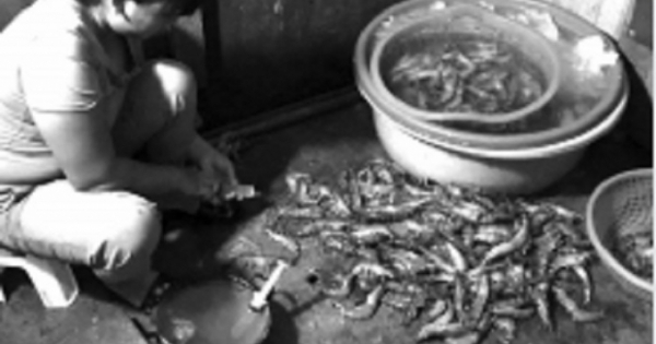 Tàn ác khi bơm tạp chất vào tôm ngay ở chợ đầu mối phía Nam Hà Nội