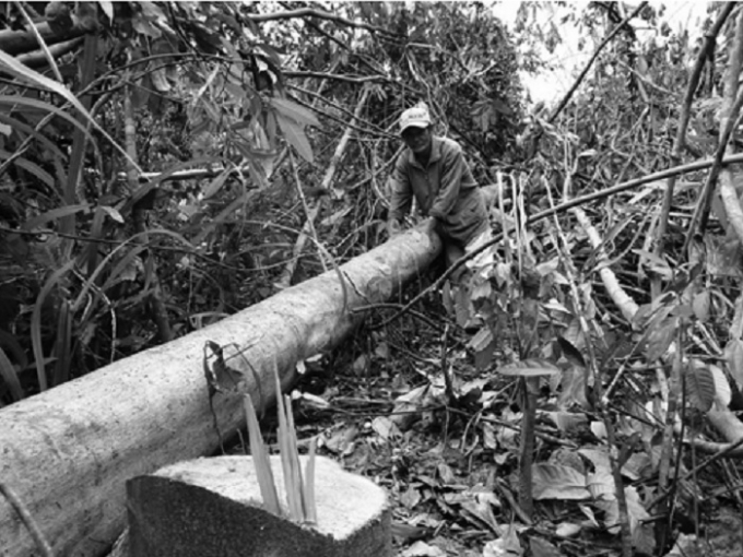 Đ&aacute;nh đổi h&agrave;ng trăm ha rừng c&oacute; chức năng ph&ograve;ng hộ để phục vụ dự &aacute;n nu&ocirc;i b&ograve;.