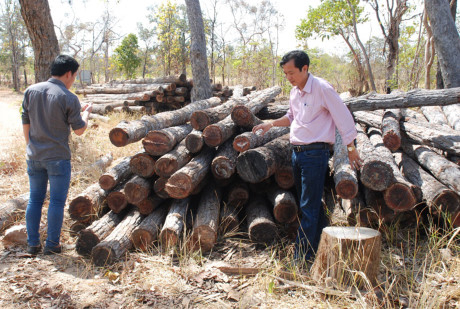 C&acirc;y rừng Ea S&uacute;p bị đốn hạ, rừng x&acirc;m hại rất nghi&ecirc;m trọng.