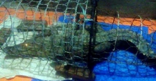 Hà Nội: Người dân lo lắng, chính quyền vào cuộc tìm kiếm cá sấu trên sông Tích