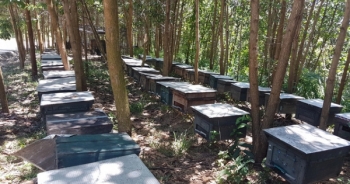 Một kí mật ong không bằng nửa bát bún, người nuôi bỏ đàn