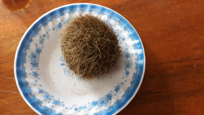 Vật thể được lấy ra sau khi mổ bụng con heo n&aacute;i của gia đ&igrave;nh.