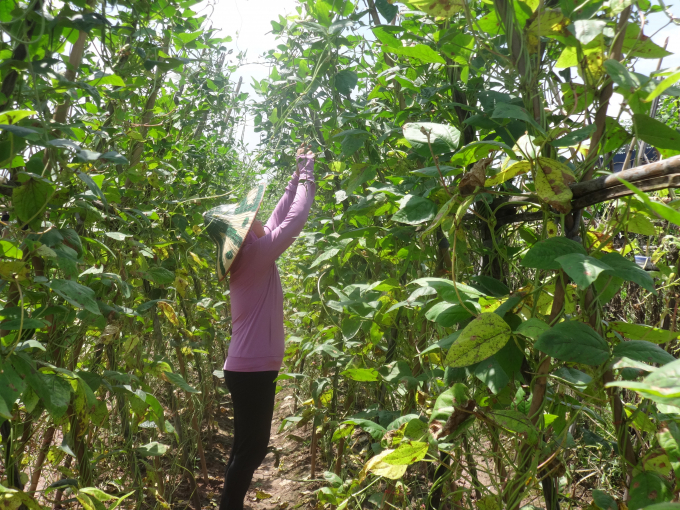 Mỗi ng&agrave;y, trang trại của gia đ&igrave;nh c&ocirc; xuất đi khoảng 3 tấn rau c&ugrave;ng nhiều loại thực phẩm kh&aacute;c.