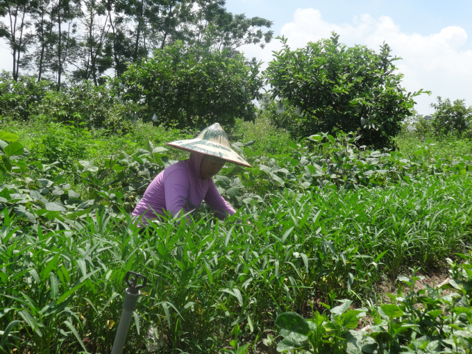 Đất trống lu&ocirc;n được tận dụng để trồng xen kẽ c&aacute;c loại rau nhằm tăng năng suất v&agrave; cải tạo đất.