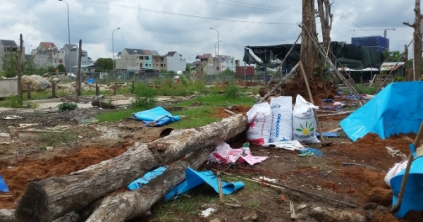 Nhân viên chăm sóc cây cảnh bị chính cây cảnh đập trúng đầu tử vong