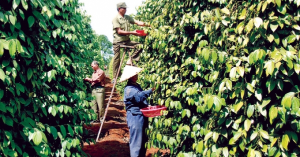 Bộ Công thương: Chưa kết luận thương nhân nước ngoài thao túng hồ tiêu Việt Nam