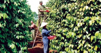 Bộ Công thương: Chưa kết luận thương nhân nước ngoài thao túng hồ tiêu Việt Nam
