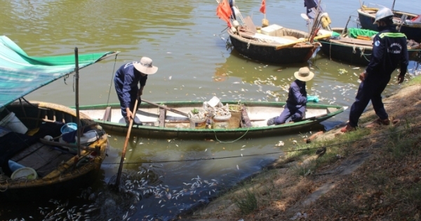 Đà Nẵng: Cá chết hàng loạt trên khu vực kênh Phú Lộc