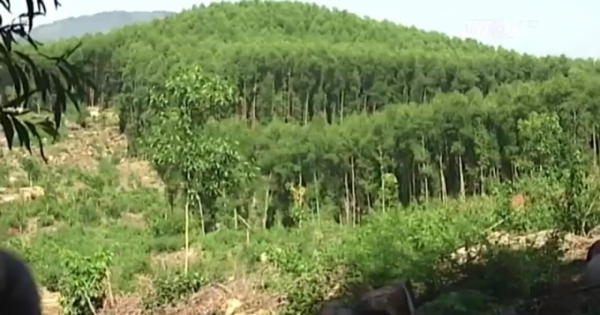 Quảng Ngãi: Hệ lụy từ việc một khu đất cấp cho nhiều người