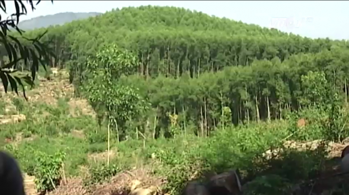 Khu vực đất rừng bị cấp GCN chồng lấn.