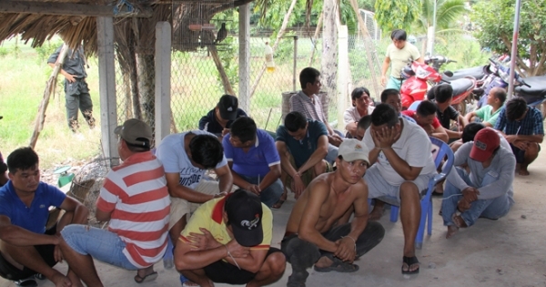 Tây Ninh: Đánh sập trường gà, bắt 62 đối tượng