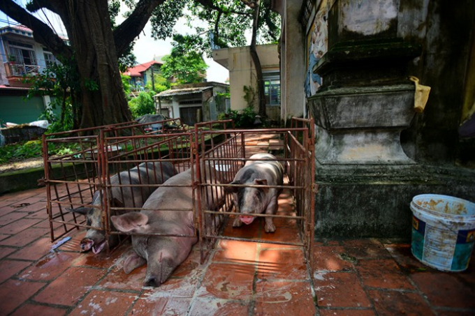Gia s&uacute;c gia cầm được di chuyển l&ecirc;n v&ugrave;ng kh&ocirc; r&aacute;o, an to&agrave;n. Th&ocirc;ng b&aacute;o của UBND Huyện Chương Mỹ cho biết, gia s&uacute;c bị chết 339 con; gia cầm, thủy cầm bị chết, thất lạc 55.629 con; chuồng trại bị sập đổ 4.855m2.