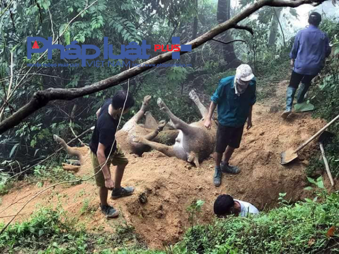 H&agrave; Giang: X&oacute;t xa 8 con tr&acirc;u bị s&eacute;t đ&aacute;nh chết