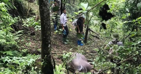 Hà Giang: Xót xa 8 con trâu bị sét đánh chết