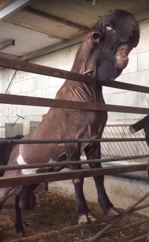 Con d&ecirc; Damascus g&acirc;y xốc v&igrave; qu&aacute; xấu, nhưng lại c&oacute; gi&aacute; l&ecirc;n tới 1,5 tỷ đồng